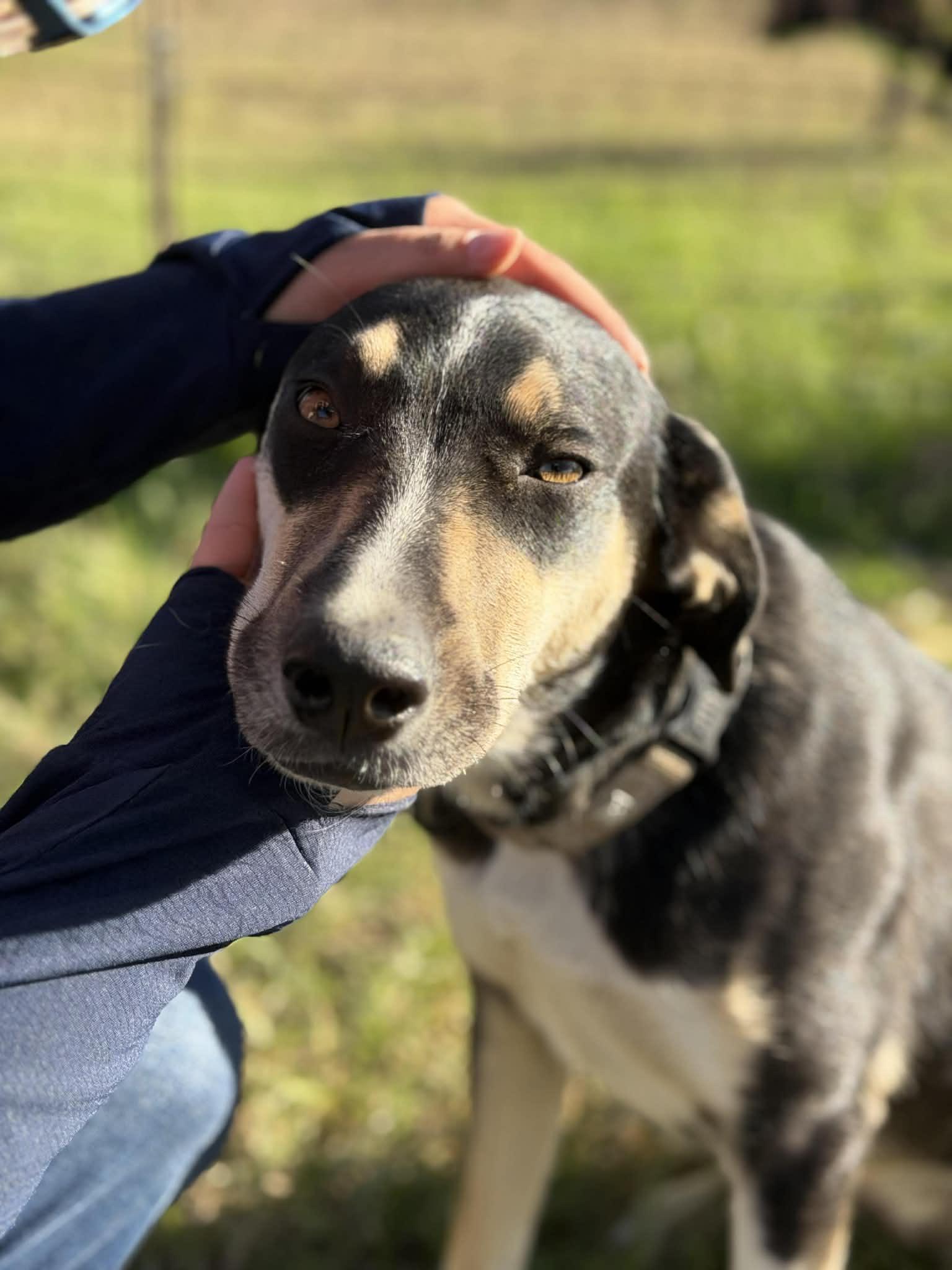 Enlarge Okra, an adopted mixed breed in Hagerstown, MD image 3/6