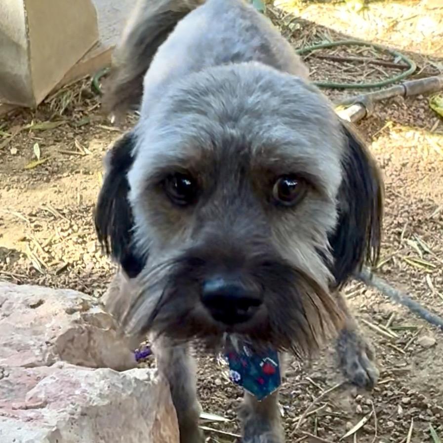 Poncherello (Ponch), Adoptable, Adult Male Maltese & Cairn Terrier.