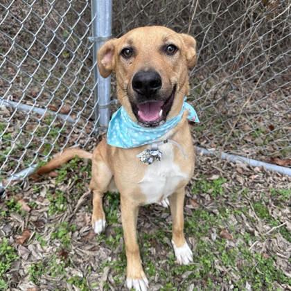 Pork Chop, ADOPTABLE, Adult Male Carolina Dog.
