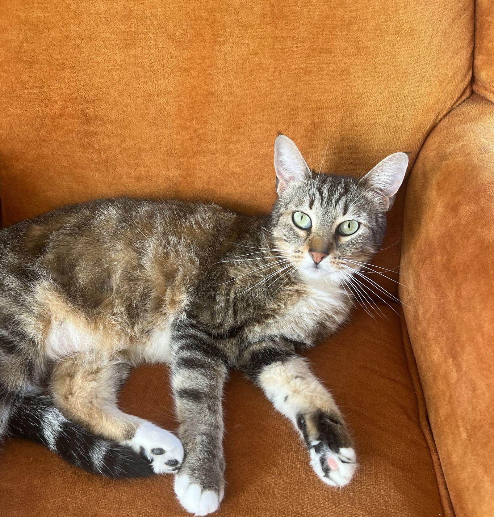 Enlarge Tiki, a Adoptable Domestic Short Hair in Oakland, CA image 1/3