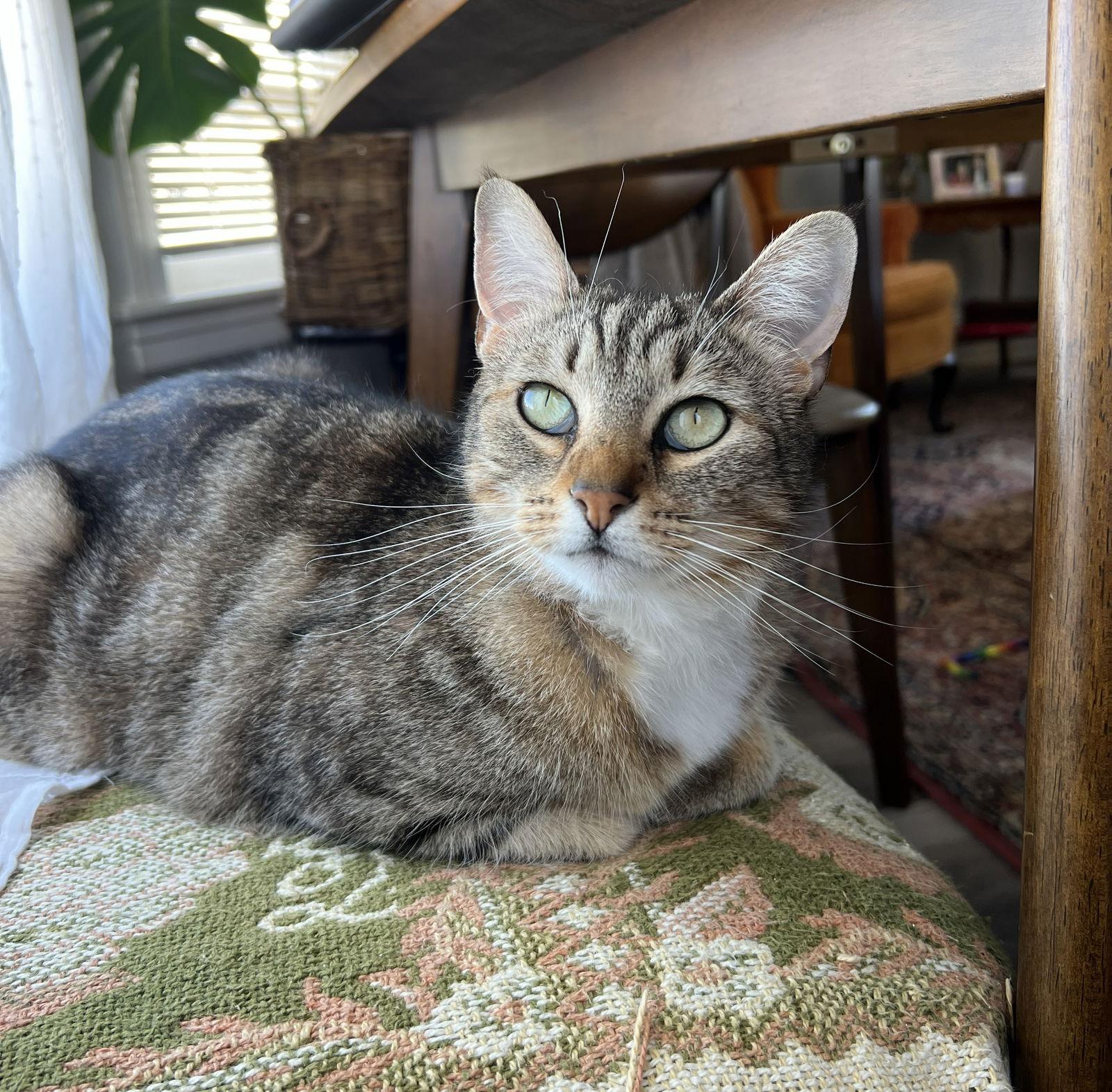 Enlarge Tiki, a Adoptable Domestic Short Hair in Oakland, CA image 2/3