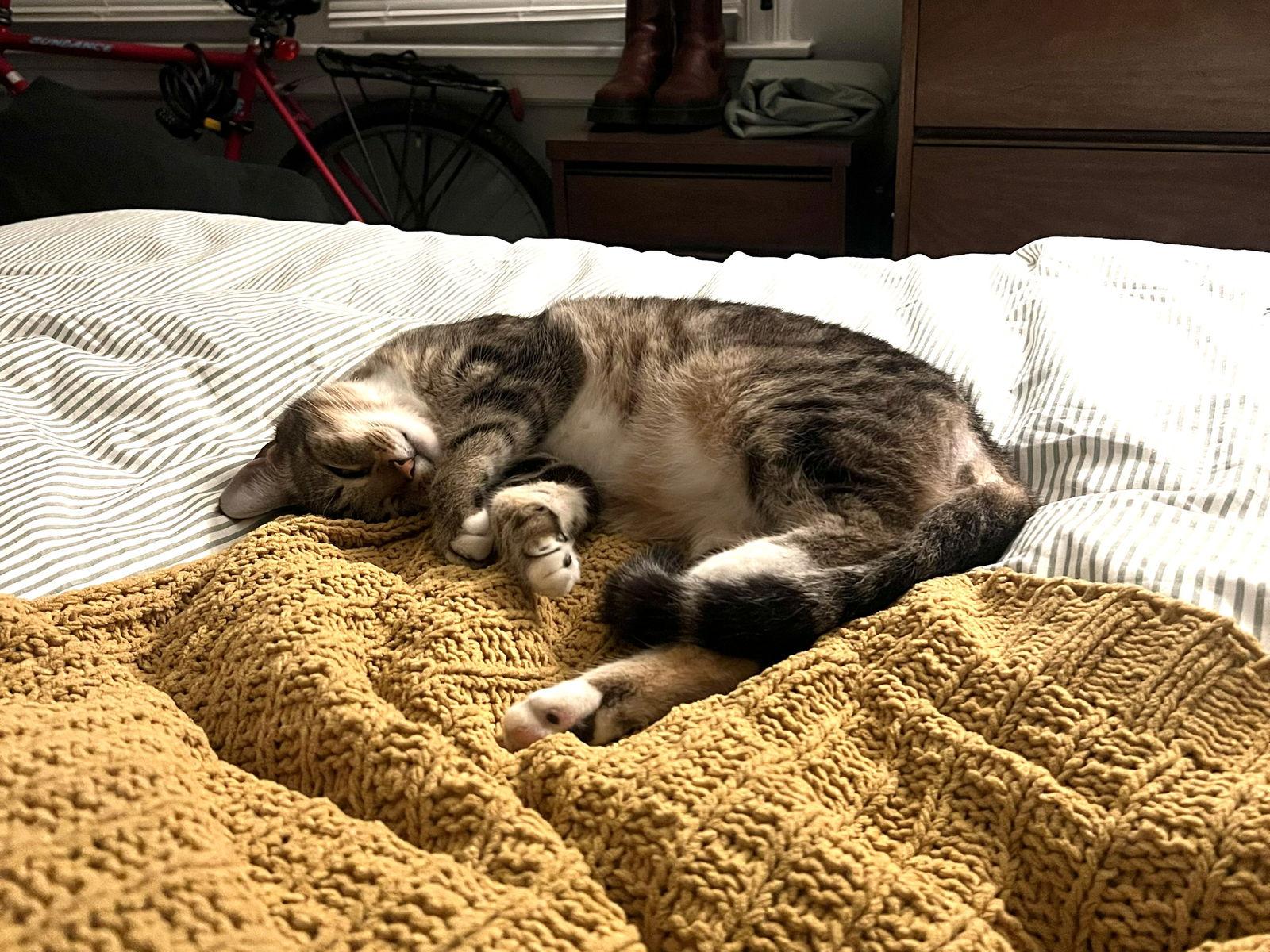 Enlarge Tiki, a Adoptable Domestic Short Hair in Oakland, CA image 3/3