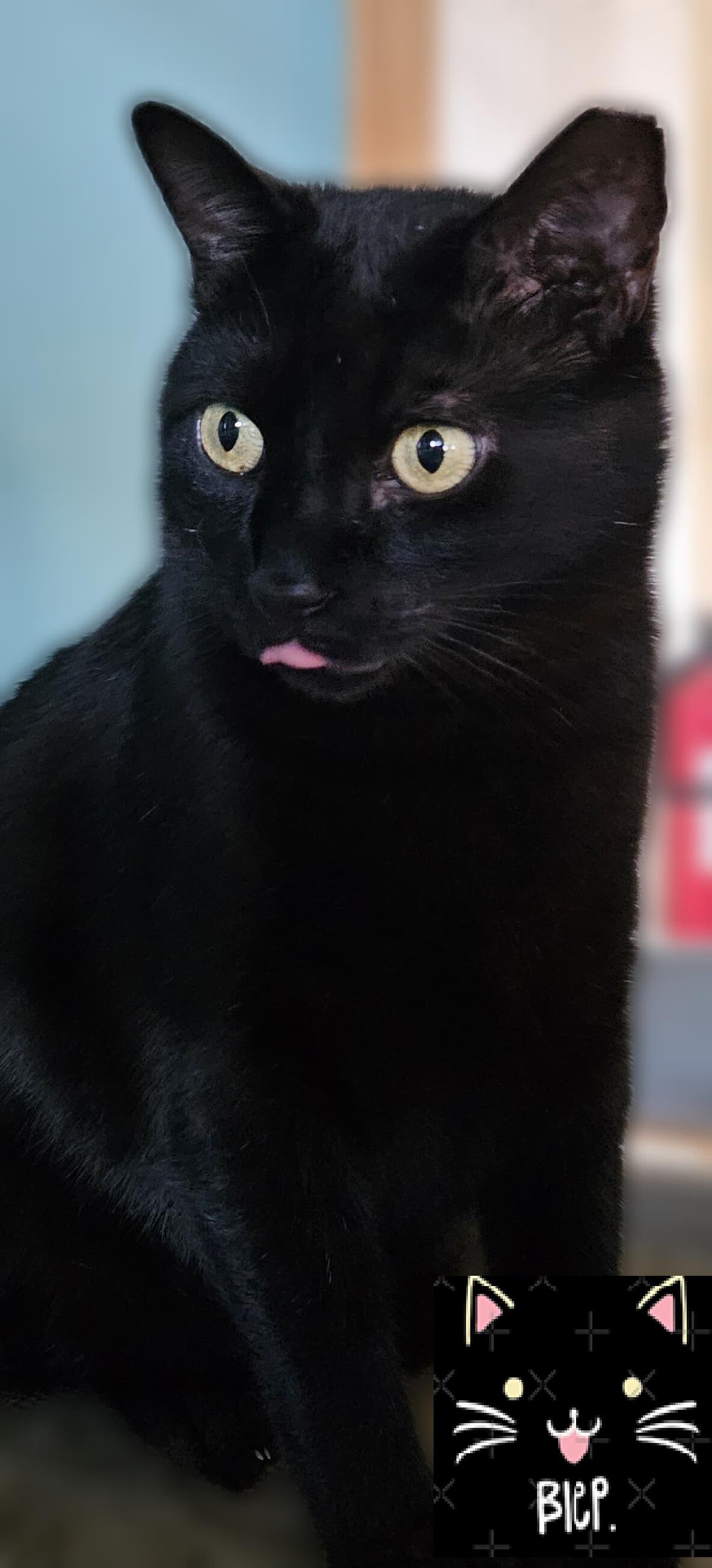 Enlarge Panther Girl, a ADOPTABLE Domestic Short Hair in Scottsdale, AZ image 2/5