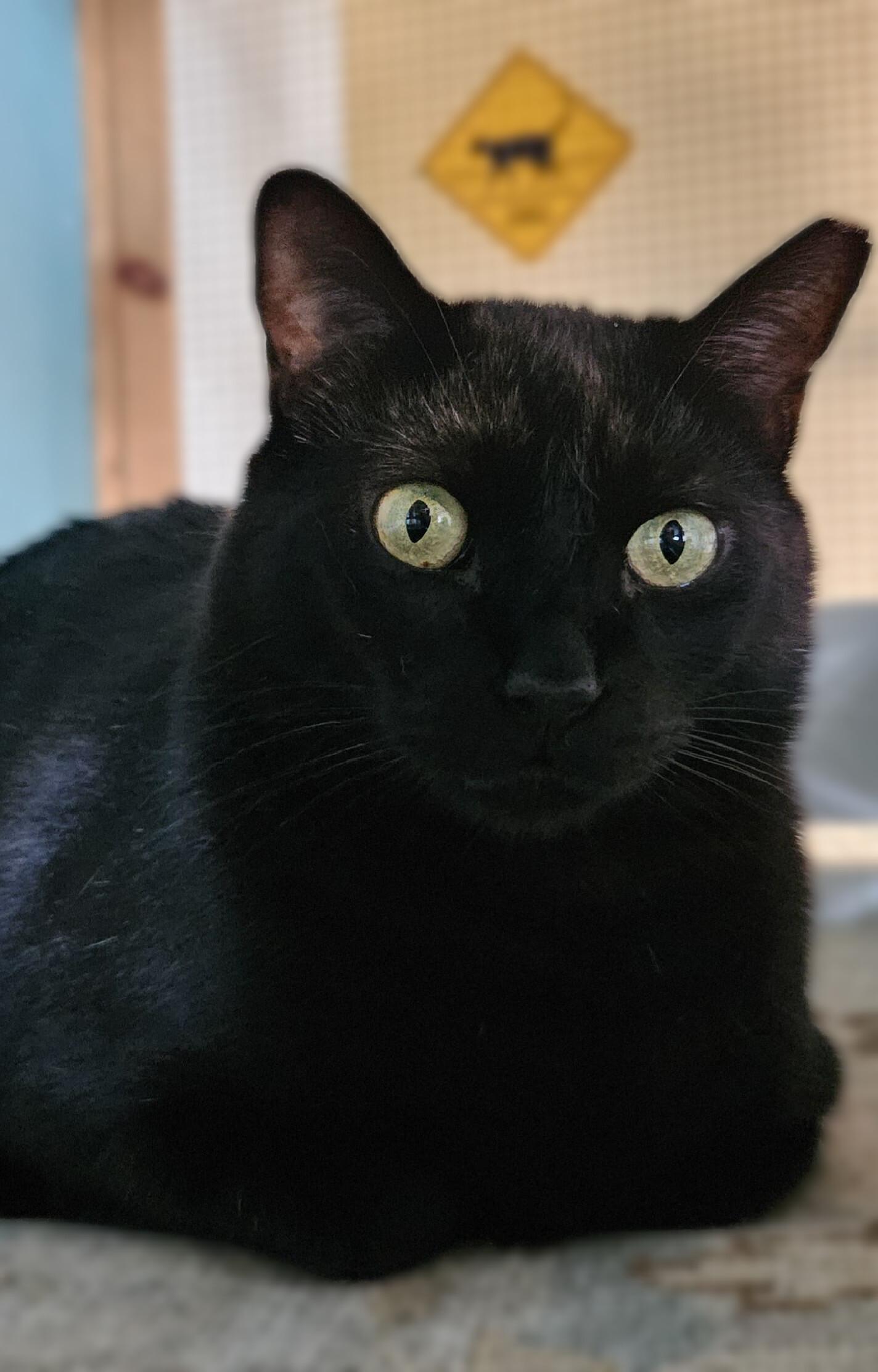 Enlarge Panther Girl, a ADOPTABLE Domestic Short Hair in Scottsdale, AZ image 5/5