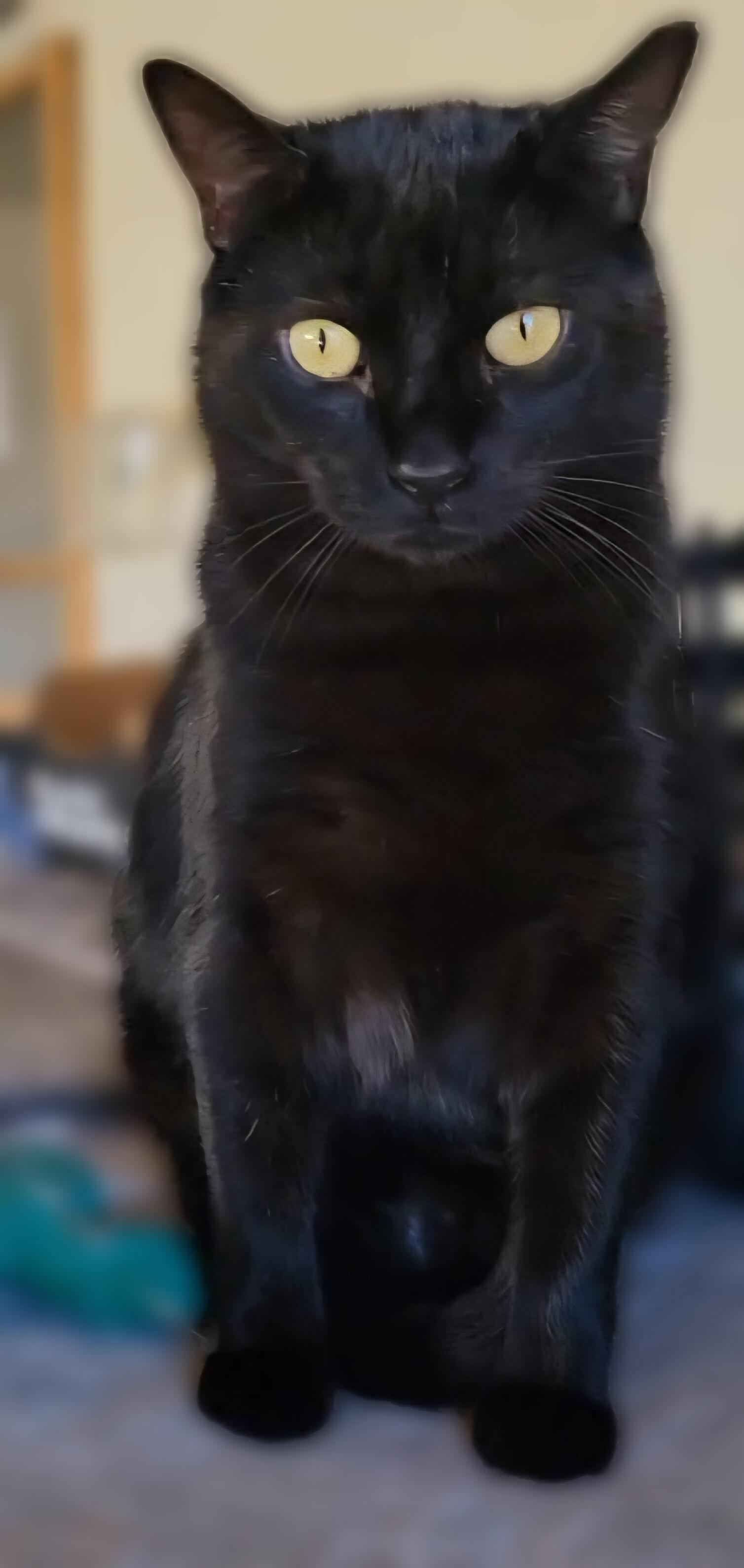 Enlarge Panther Girl, a ADOPTABLE Domestic Short Hair in Scottsdale, AZ image 3/5