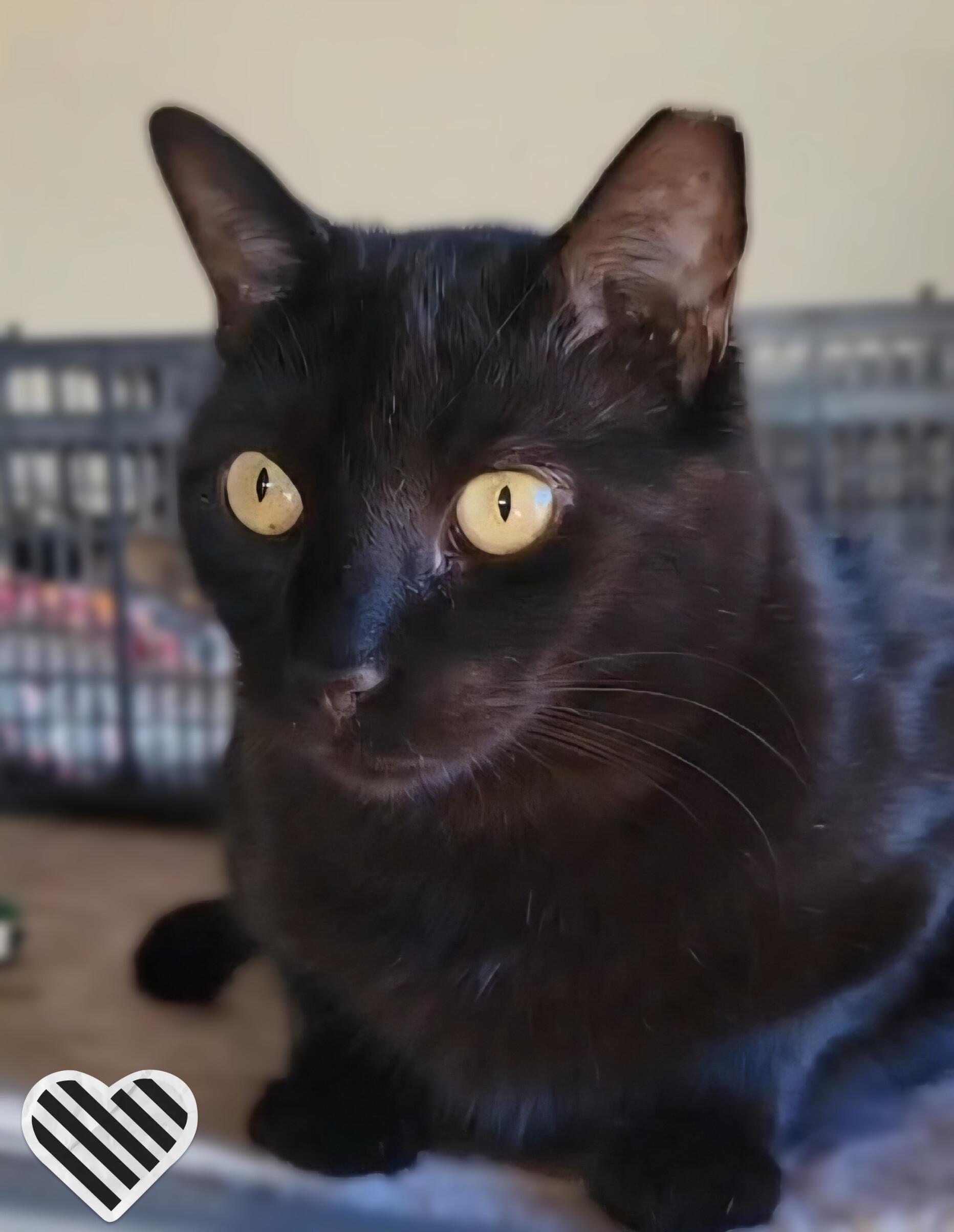 Enlarge Panther Girl, a ADOPTABLE Domestic Short Hair in Scottsdale, AZ image 4/5