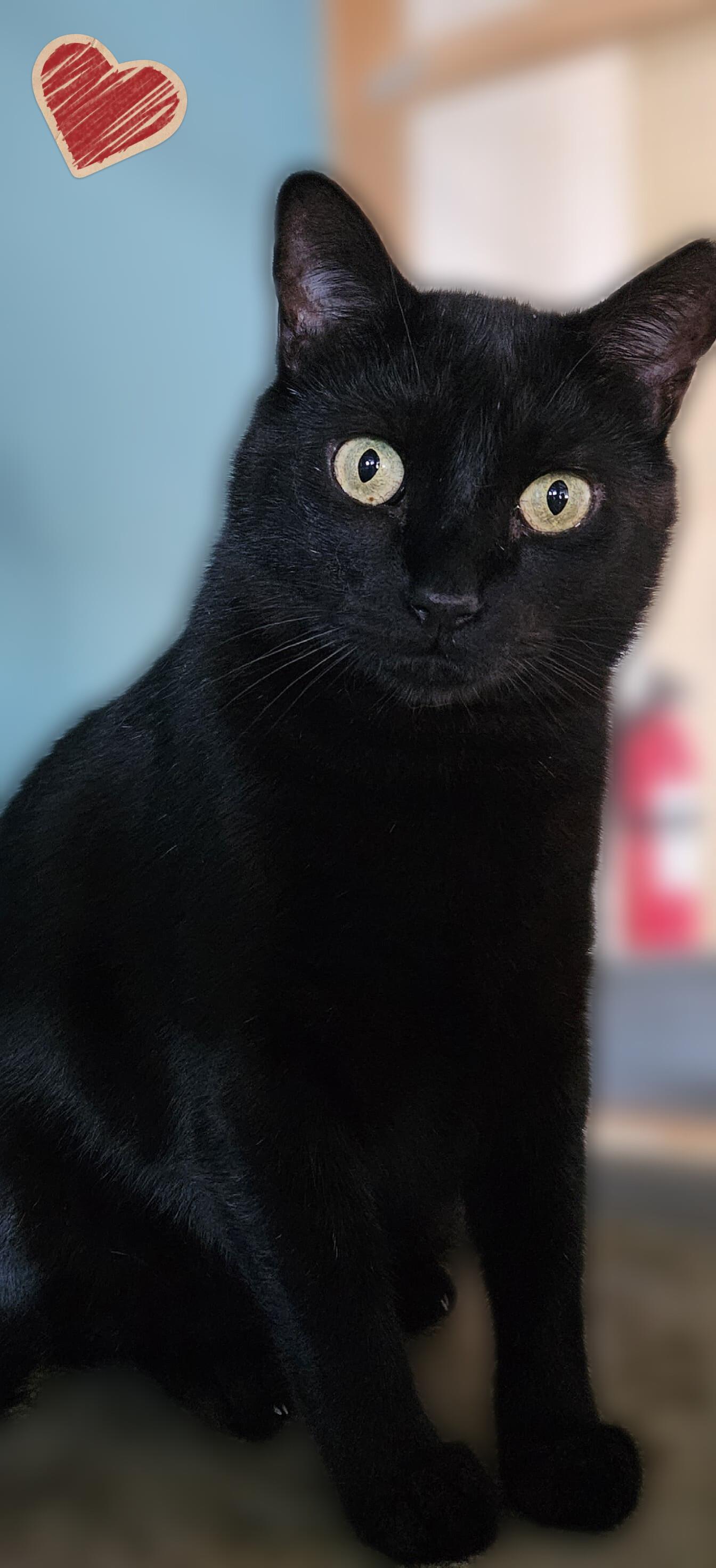 Panther Girl, ADOPTABLE, Adult Female Domestic Short Hair.