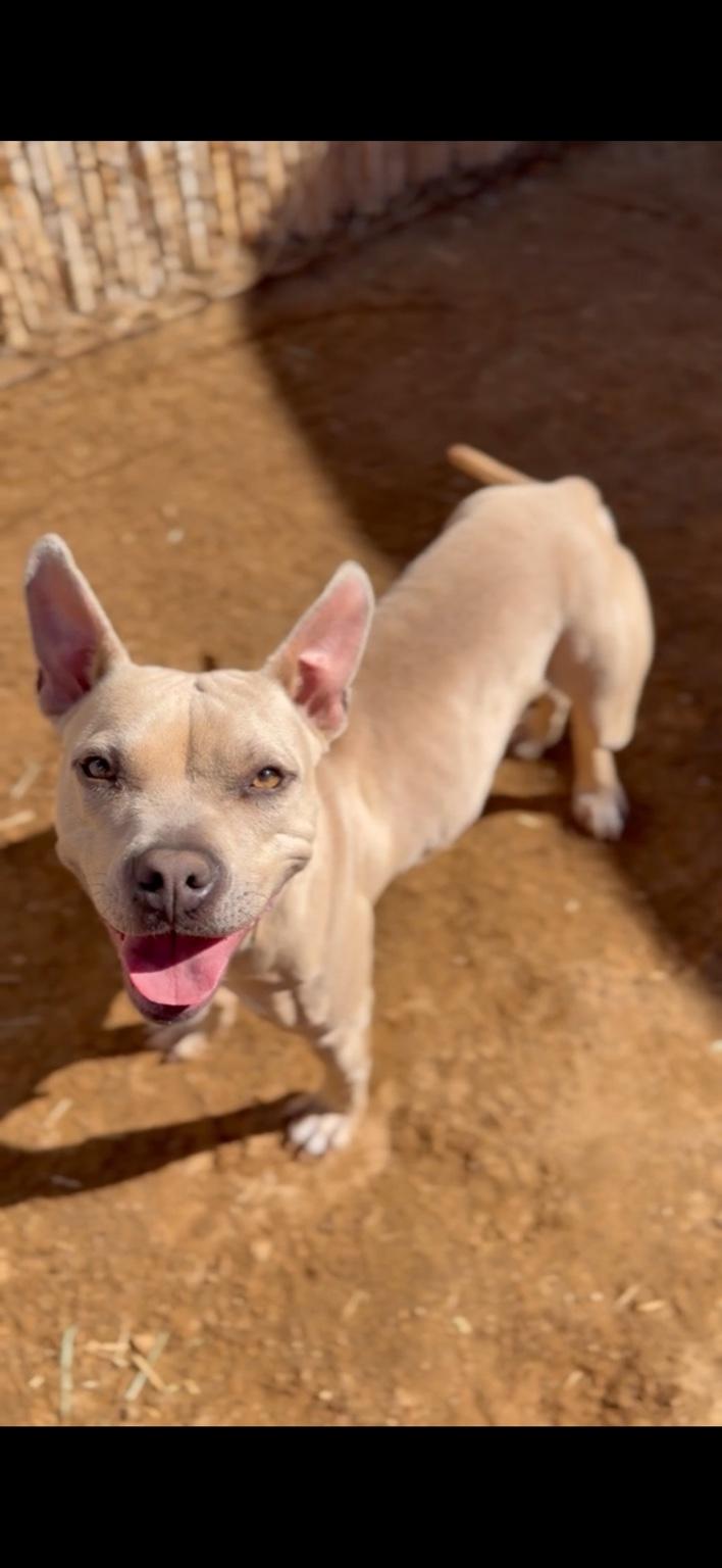 Enlarge Mina, a Adoptable mixed breed in Palm desert, CA image 1/1