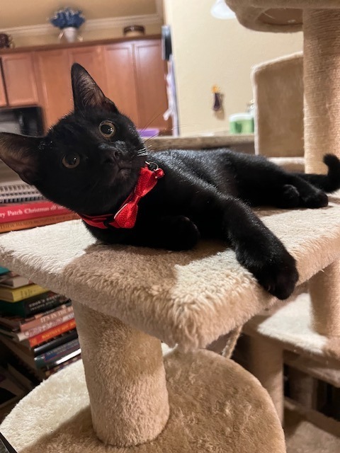 Enchanted, an adoptable Domestic Short Hair in Boerne, TX, 78006 | Photo Image 3