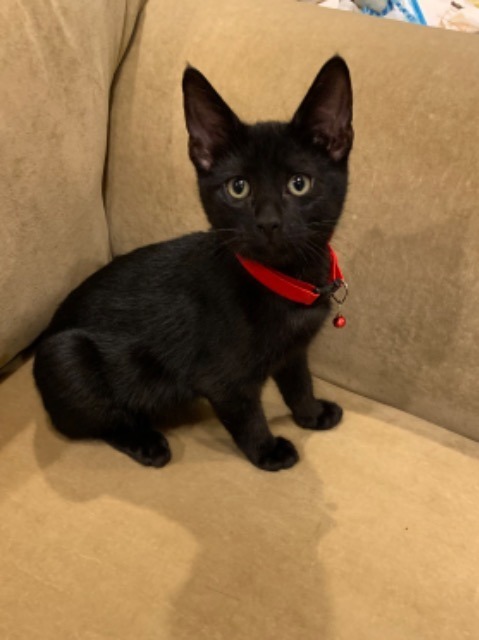 Enchanted, an adoptable Domestic Short Hair in Boerne, TX, 78006 | Photo Image 1
