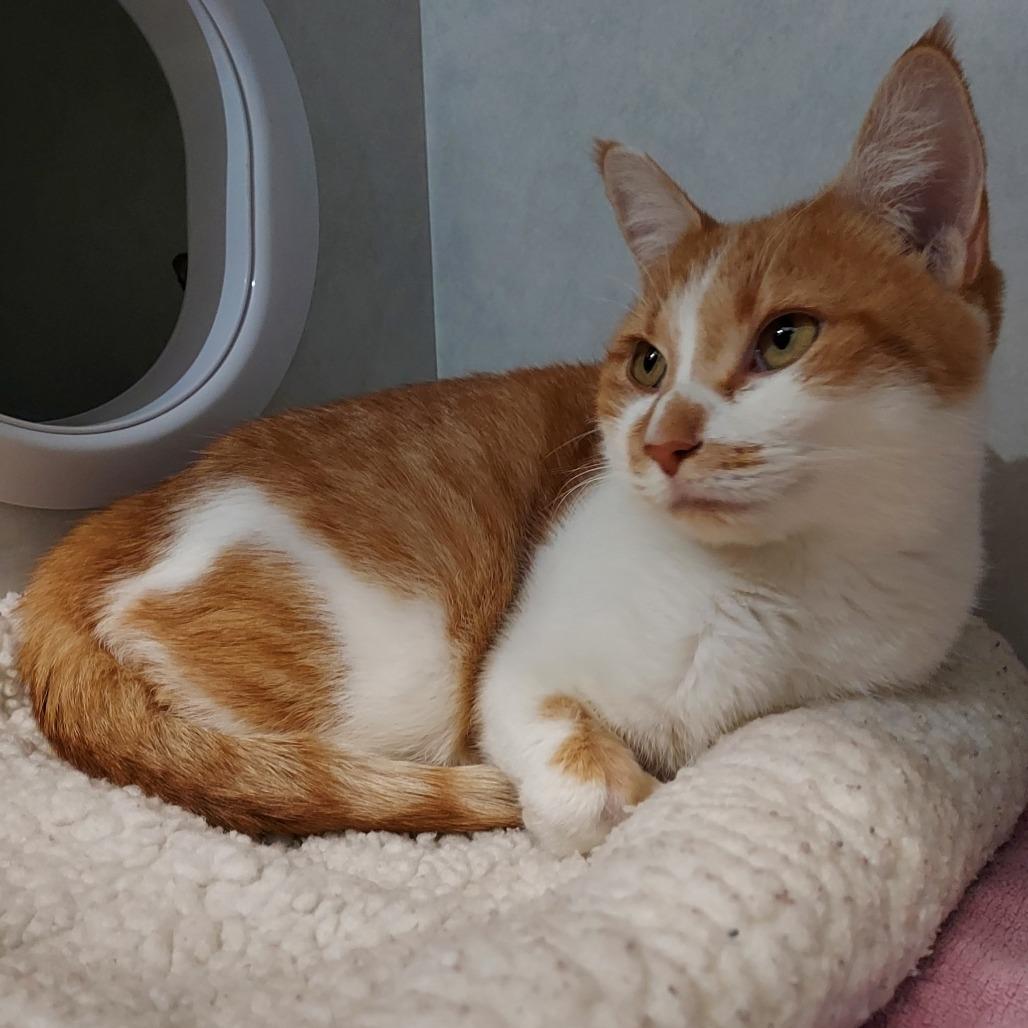 Butter Bean, Adoptable, Adult Female Domestic Short Hair.