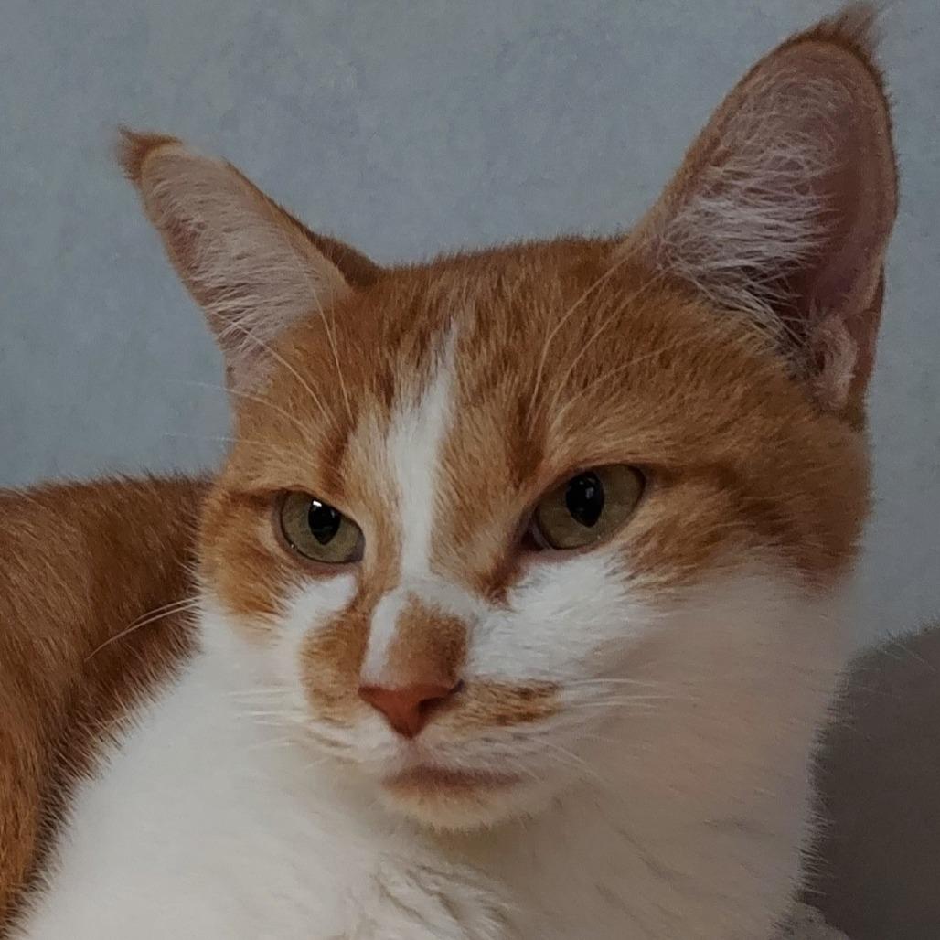 Enlarge Butter Bean, a Adoptable Domestic Short Hair in Dayton, OH image 2/3