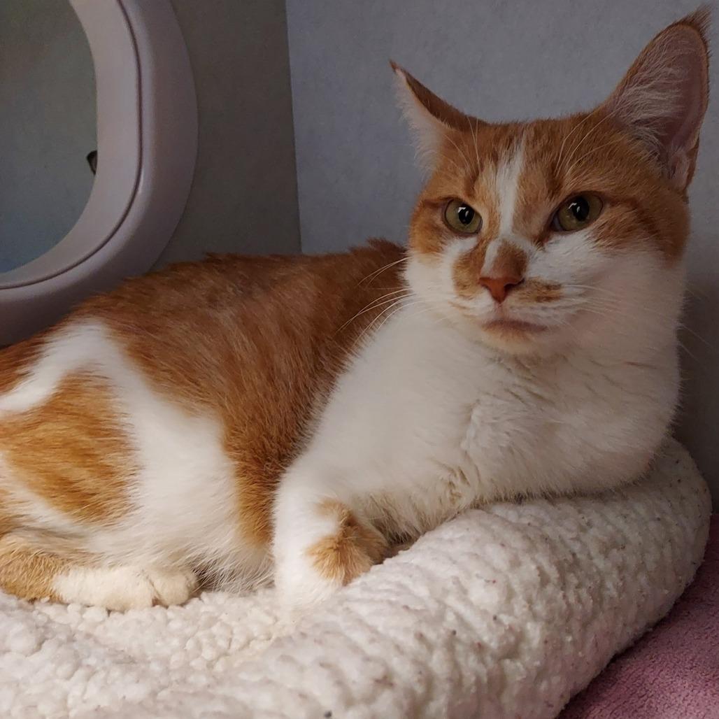 Enlarge Butter Bean, a Adoptable Domestic Short Hair in Dayton, OH image 3/3