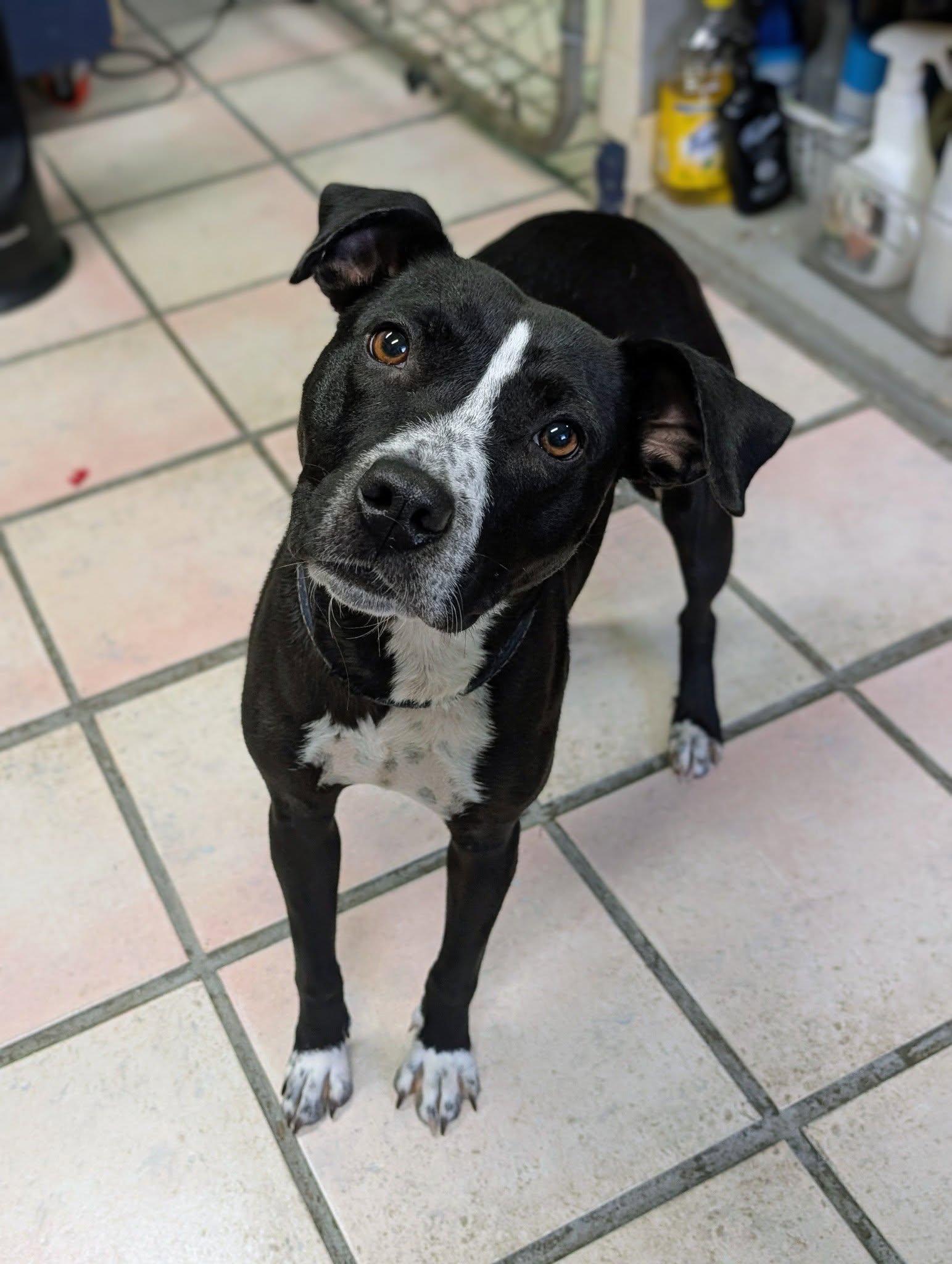 June, ADOPTABLE, Adult Female Australian Cattle Dog / Blue Heeler & Pit Bull Terrier.