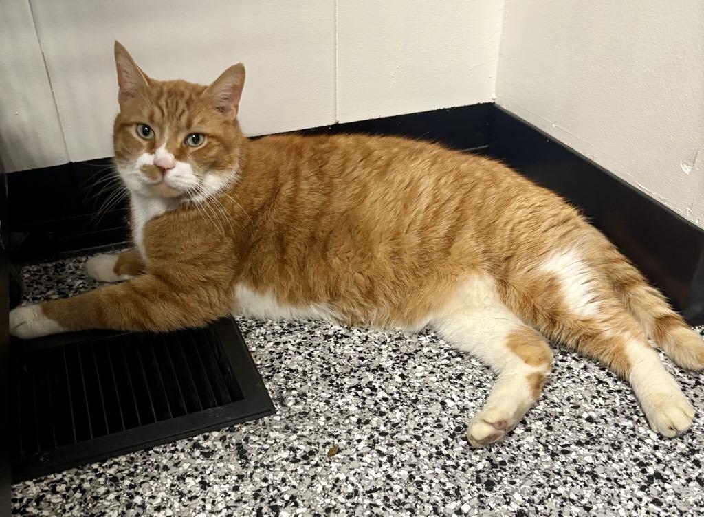 Enlarge Hank, a ADOPTABLE Domestic Short Hair in Cortland, OH image 4/6