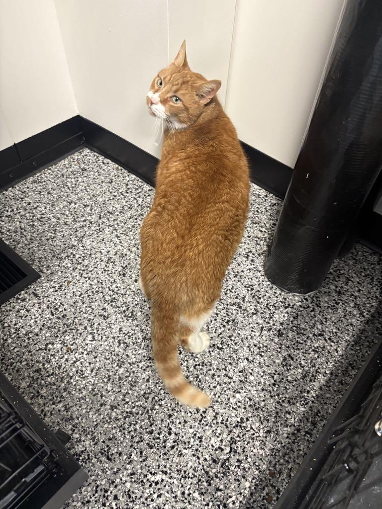 Enlarge Hank, a ADOPTABLE Domestic Short Hair in Cortland, OH image 6/6