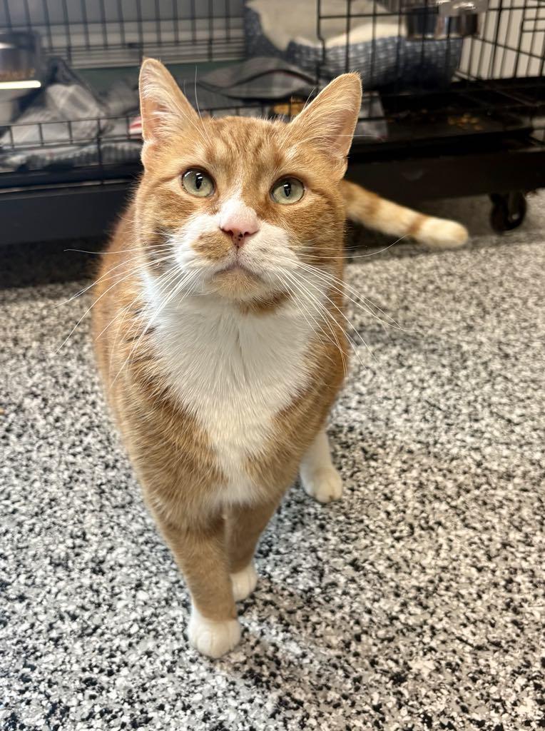 Enlarge Hank, a ADOPTABLE Domestic Short Hair in Cortland, OH image 1/6