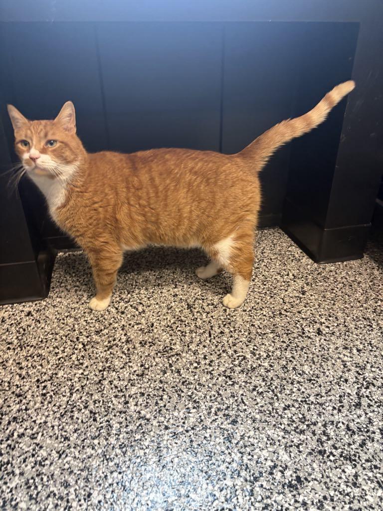 Enlarge Hank, a ADOPTABLE Domestic Short Hair in Cortland, OH image 3/6