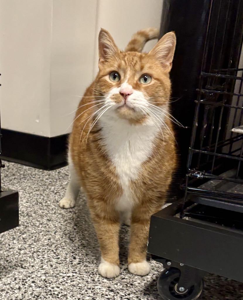 Enlarge Hank, a ADOPTABLE Domestic Short Hair in Cortland, OH image 2/6