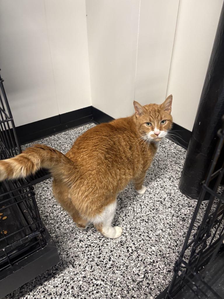 Enlarge Hank, a ADOPTABLE Domestic Short Hair in Cortland, OH image 5/6