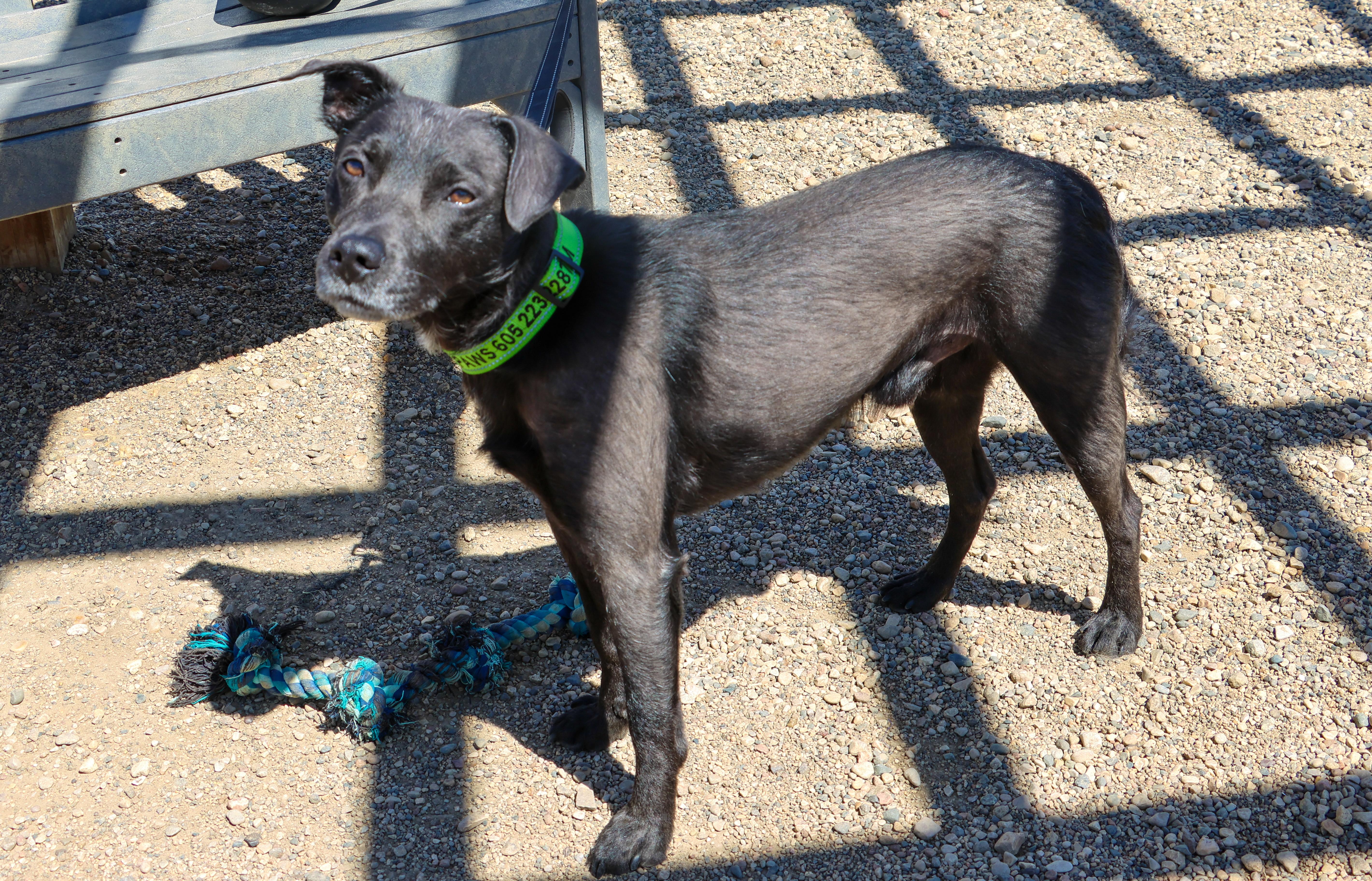Dakota, an adoptable Terrier in Pierre, SD, 57501 | Photo Image 2