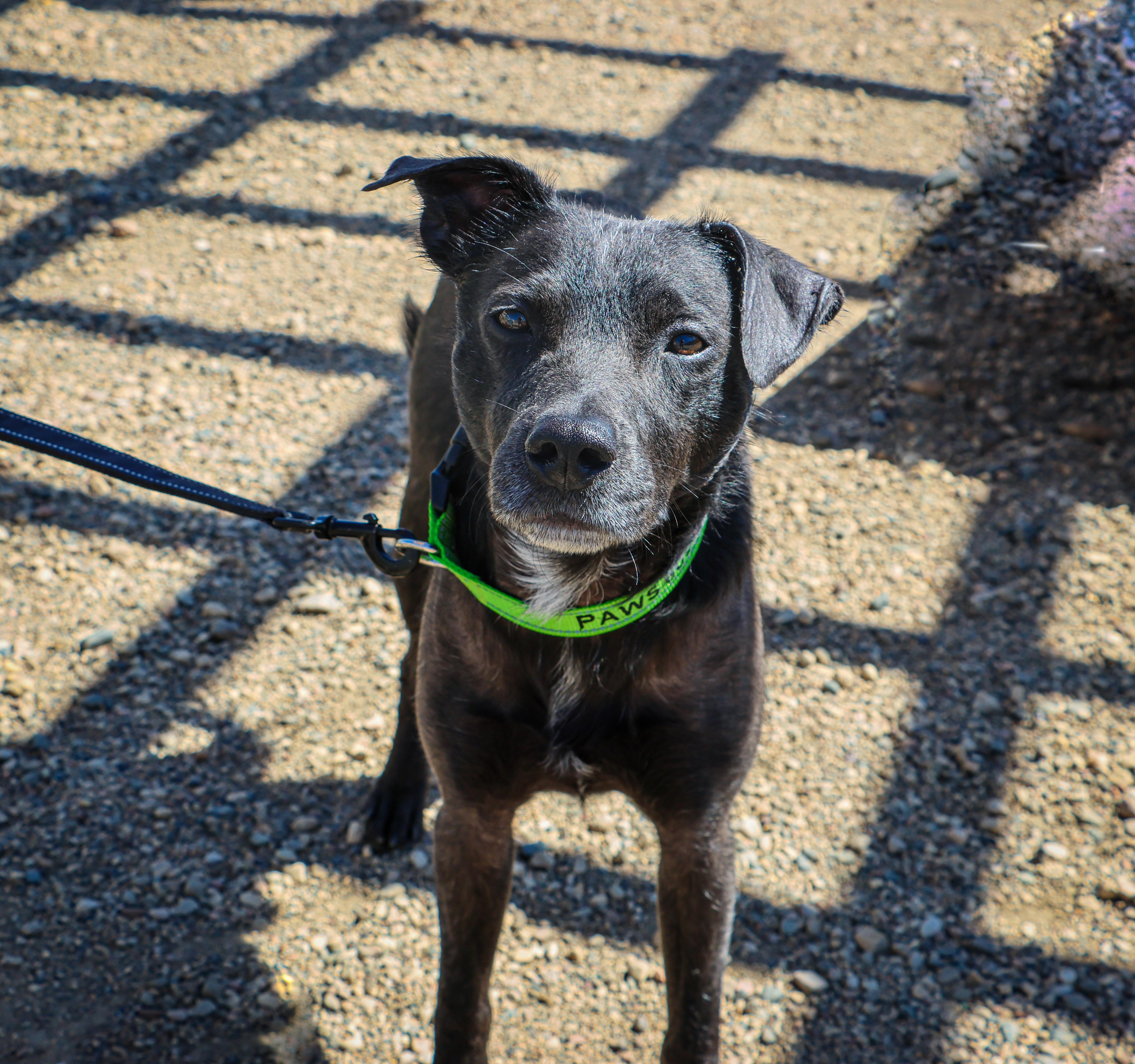 Dakota, an adoptable Terrier in Pierre, SD, 57501 | Photo Image 3