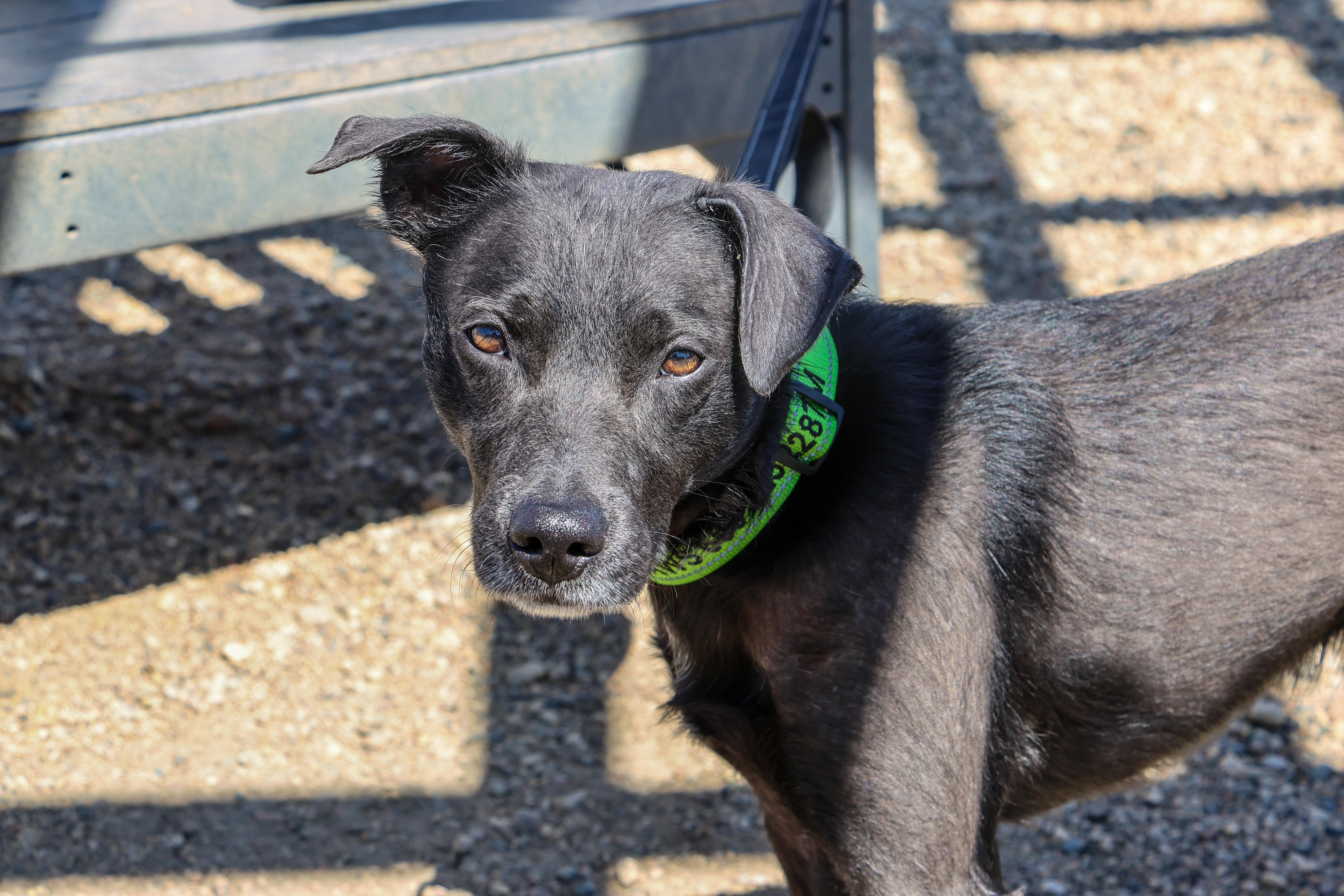 Dakota, an adoptable Terrier in Pierre, SD, 57501 | Photo Image 1