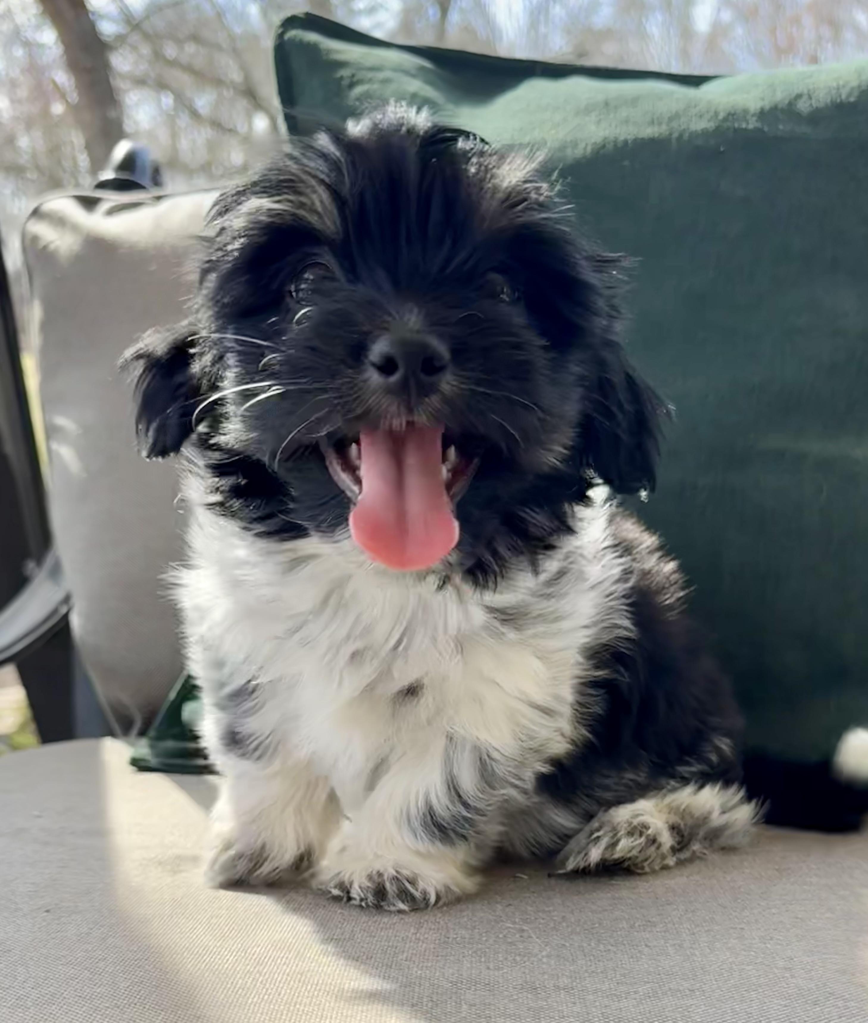 Comet, Adoptable, Puppy Male Chihuahua & Terrier.