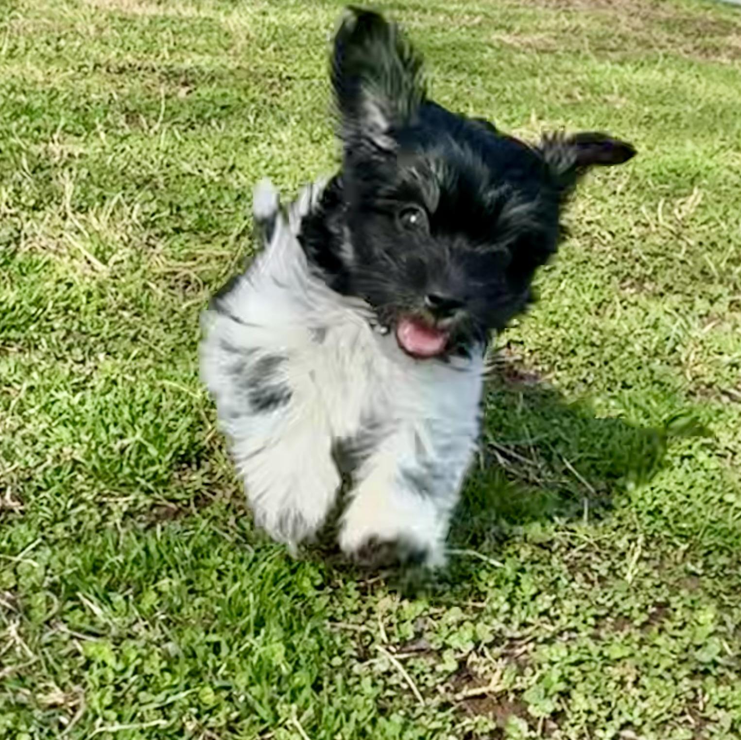 Enlarge Comet, a Adoptable mixed breed in Monroe, NC image 2/2
