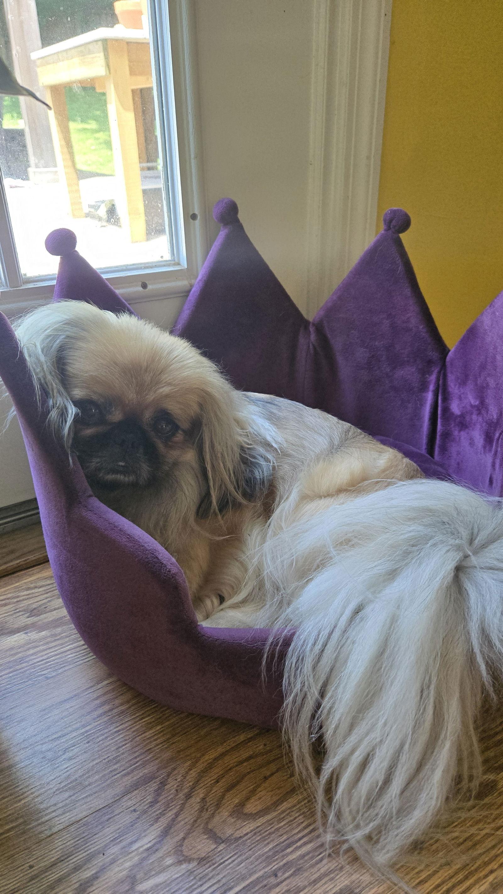 Hachi, Adopted, Adult Female Pekingese.