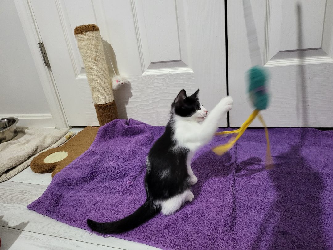 Cookie , adoptable, Kitten Female Domestic Short Hair.