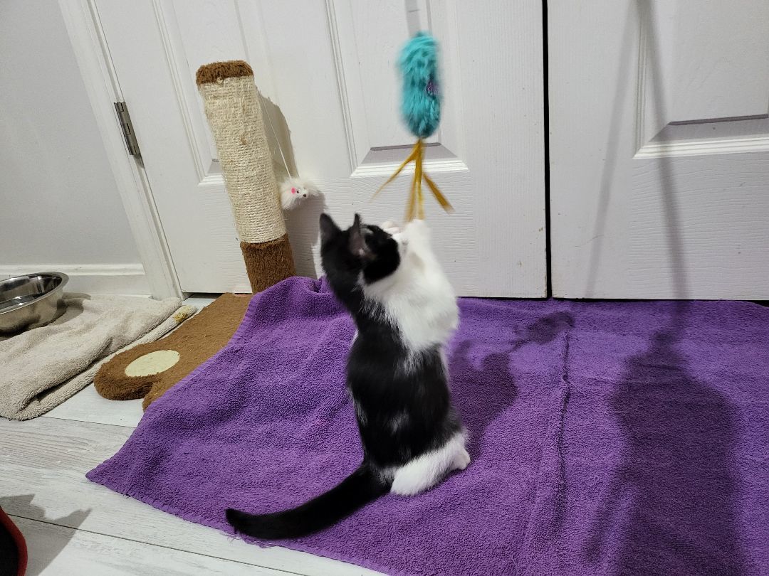 Enlarge Cookie , an adoptable Domestic Short Hair in Sellersburg, IN image 2/10