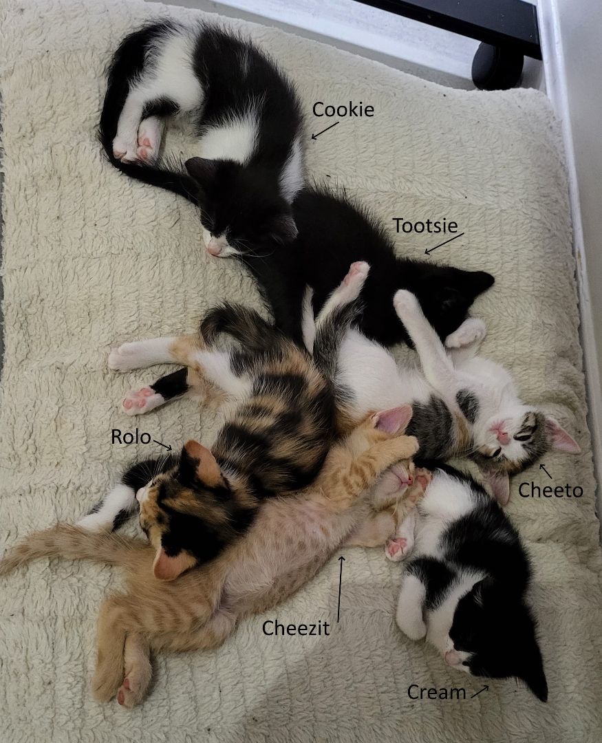 Enlarge Cookie , an adoptable Domestic Short Hair in Sellersburg, IN image 3/10