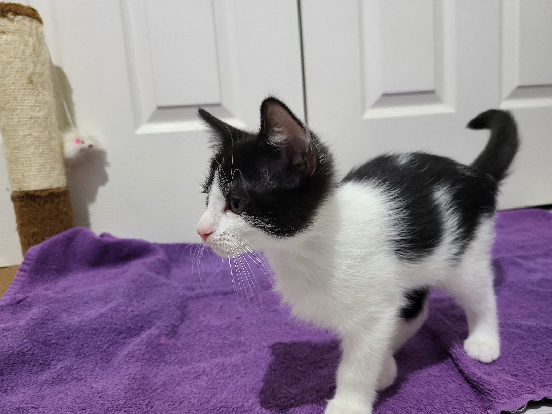 Enlarge Cookie , an adoptable Domestic Short Hair in Sellersburg, IN image 4/10