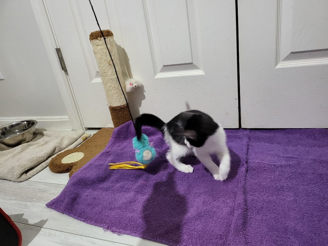 Enlarge Cookie , an adoptable Domestic Short Hair in Sellersburg, IN image 5/10