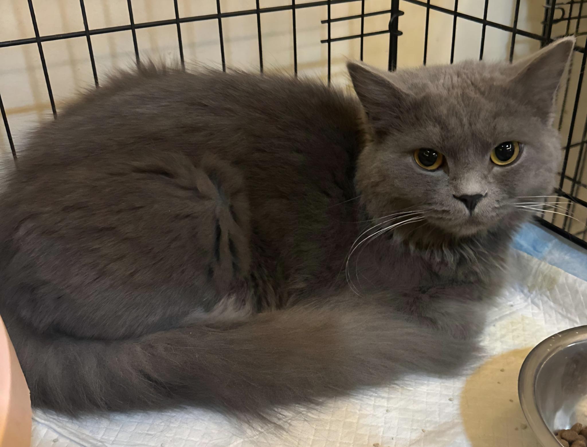 Braveheart thumbnail 4