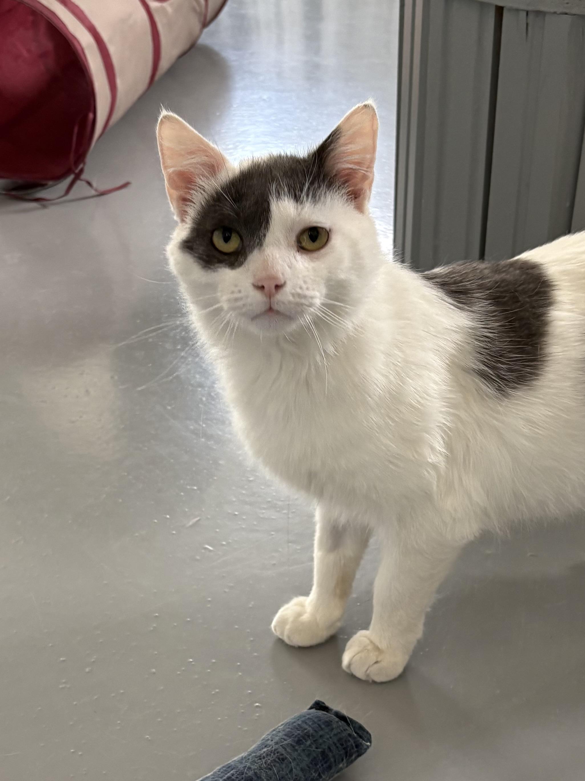 Captain Morgan, ADOPTABLE, Adult Male American Shorthair.