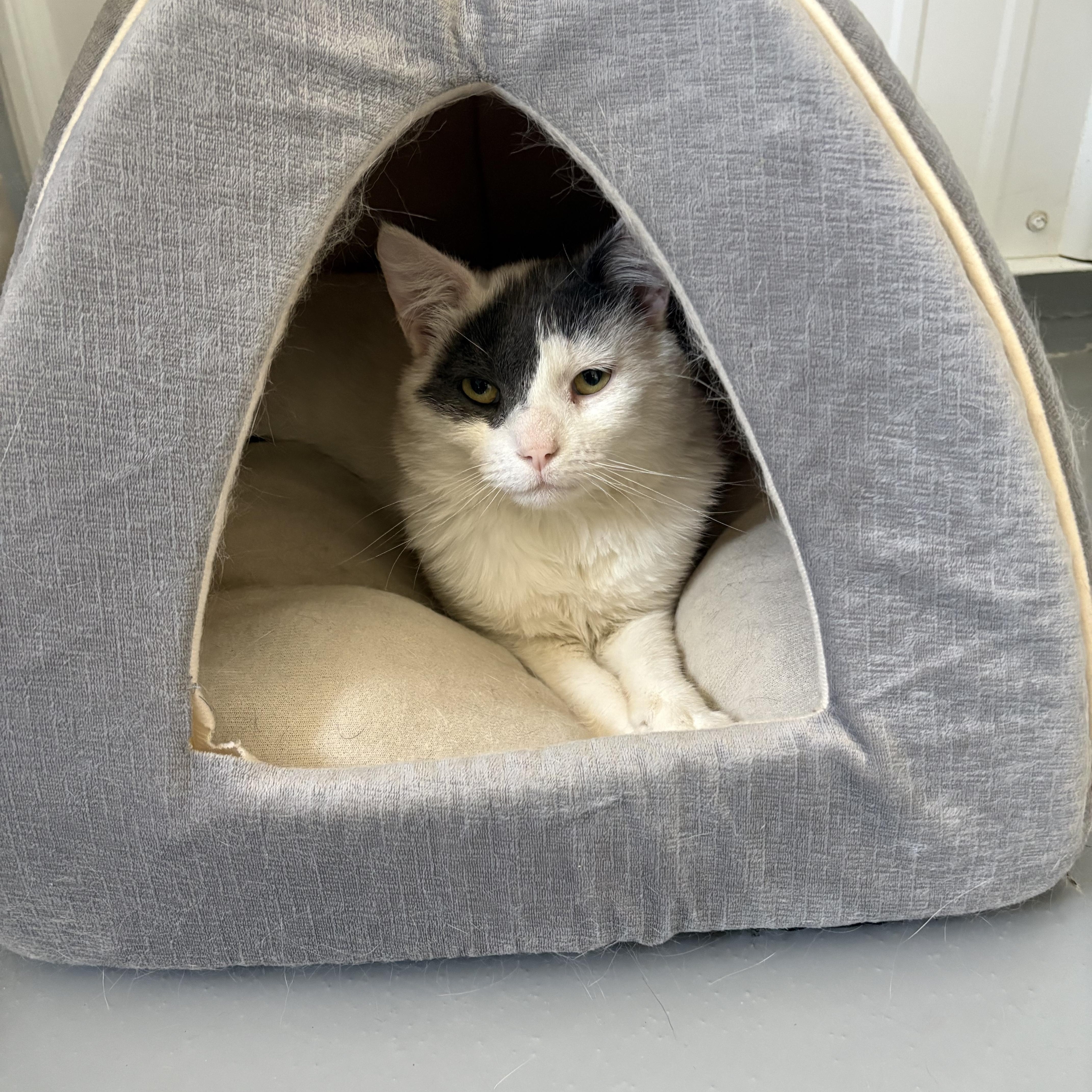 Enlarge Captain Morgan, a ADOPTABLE American Shorthair in Big Rapids, MI image 2/2