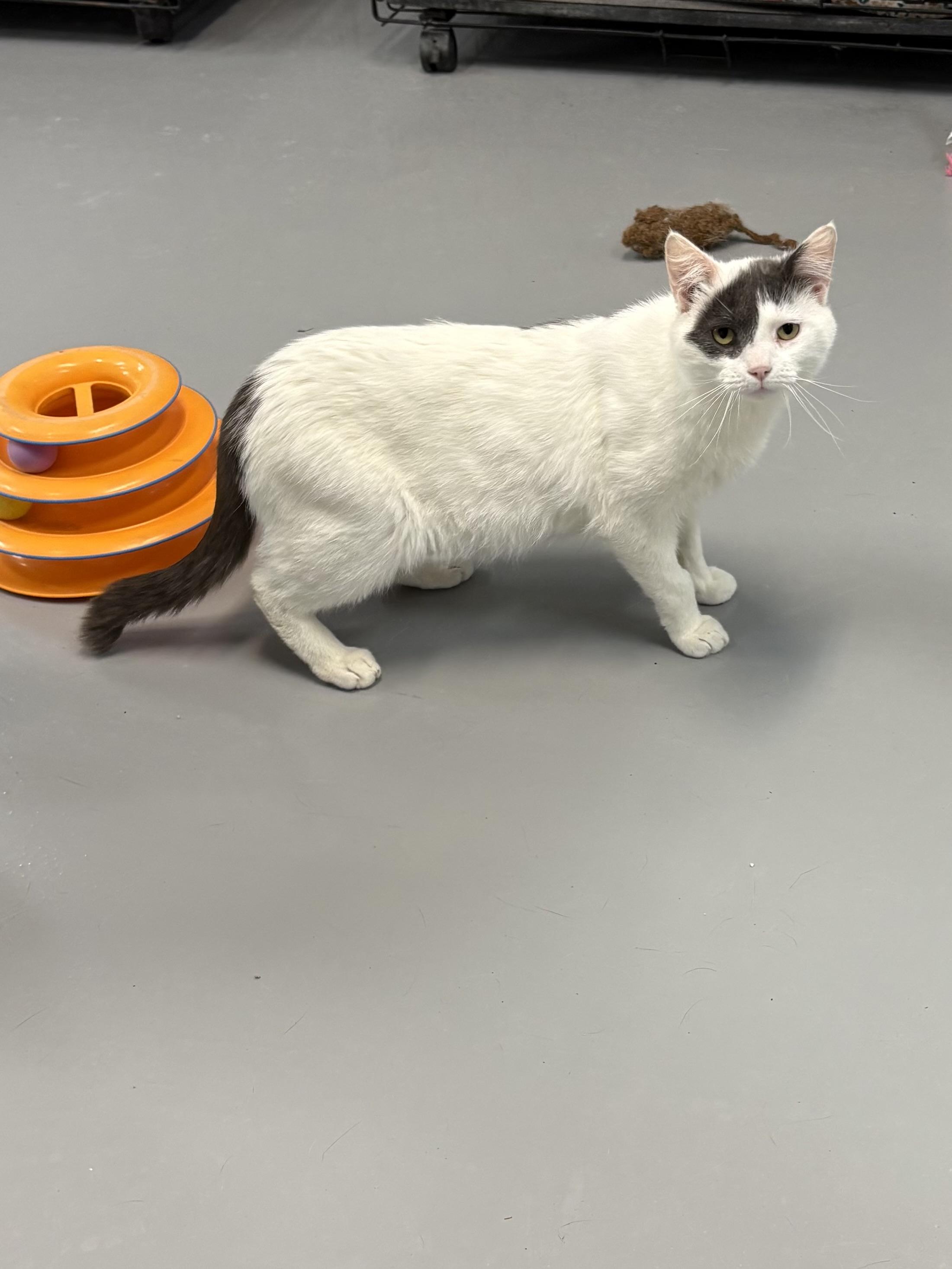 Captain Morgan, ADOPTABLE, Adult Male American Shorthair.