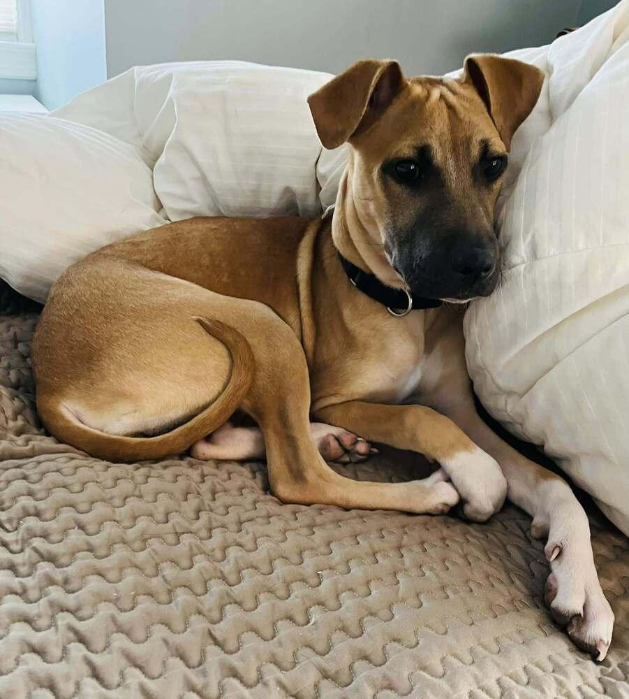 Enlarge Jill (GA), a Adoptable Mixed Breed in New York, NY image 1/3