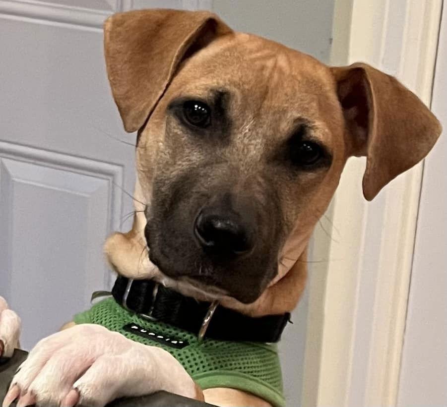 Enlarge Jill (GA), a Adoptable Mixed Breed in New York, NY image 2/3