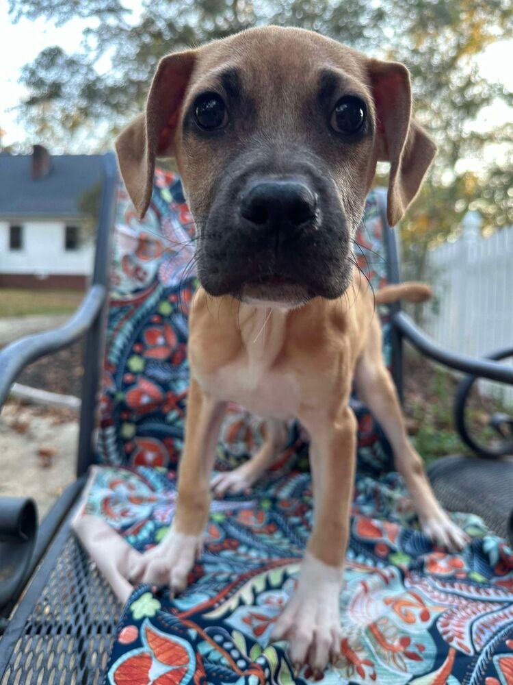 Enlarge Jill (GA), a Adoptable Mixed Breed in New York, NY image 3/3