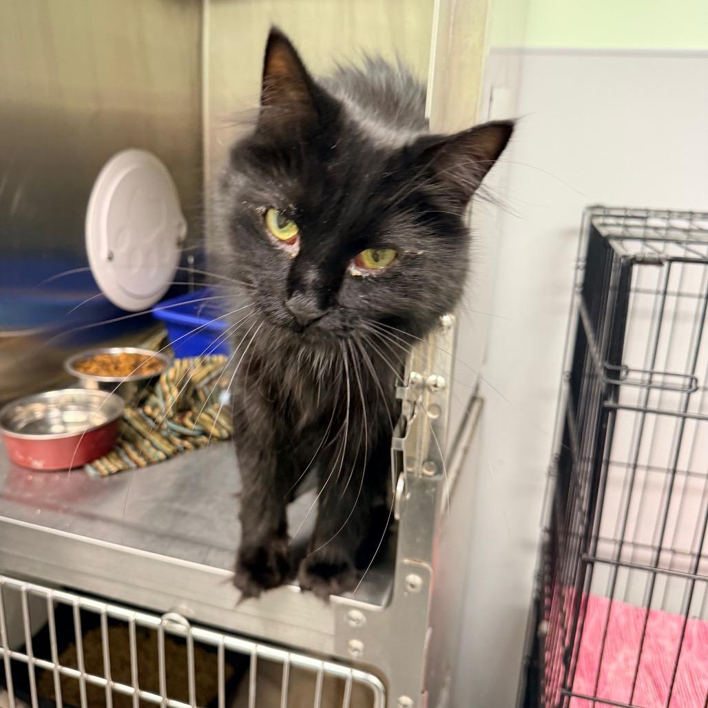 Cedric, Adoptable, Adult Male Maine Coon.