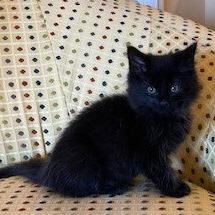 Enlarge Cedric, a Adoptable Maine Coon in Georgetown, KY image 2/5