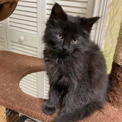 Enlarge Cedric, a Adoptable Maine Coon in Georgetown, KY image 3/5