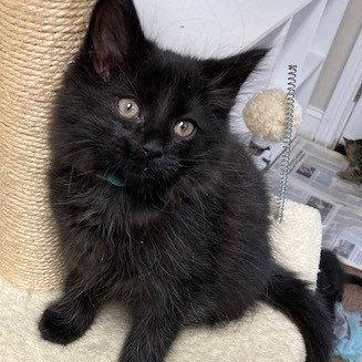 Enlarge Cedric, a Adoptable Maine Coon in Georgetown, KY image 4/5