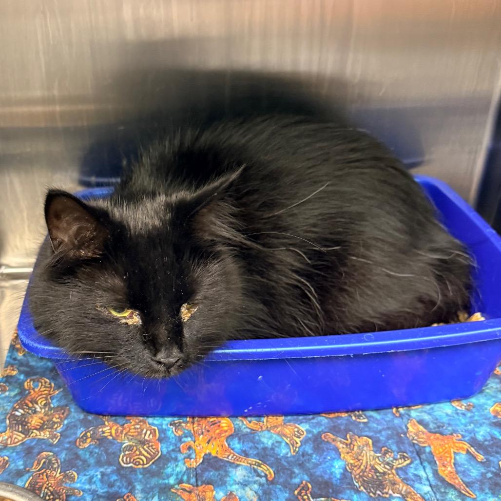 Enlarge Cedric, a Adoptable Maine Coon in Georgetown, KY image 5/5