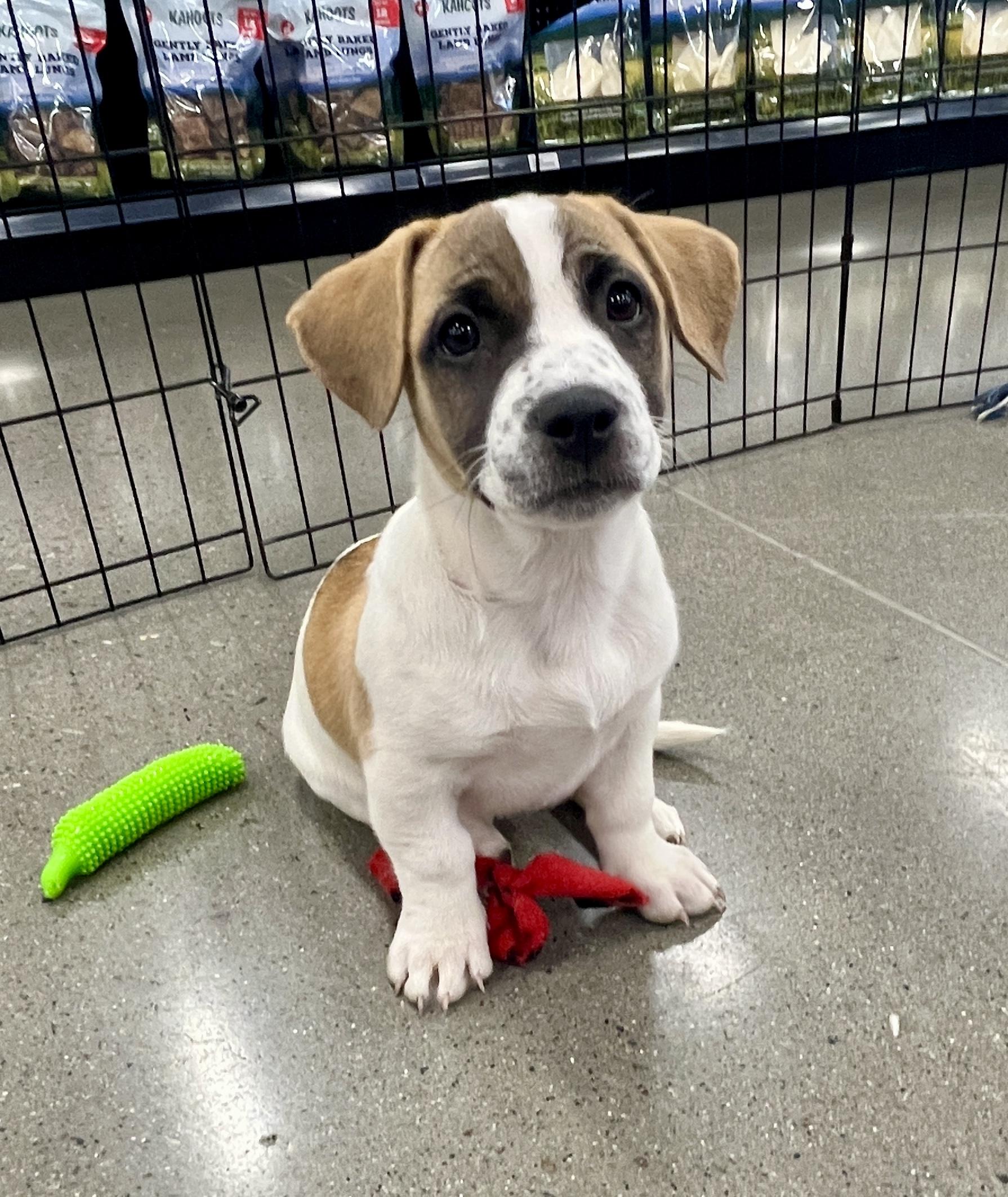 Enlarge Sally, a Adoptable mixed breed in El Cajon, CA image 4/5