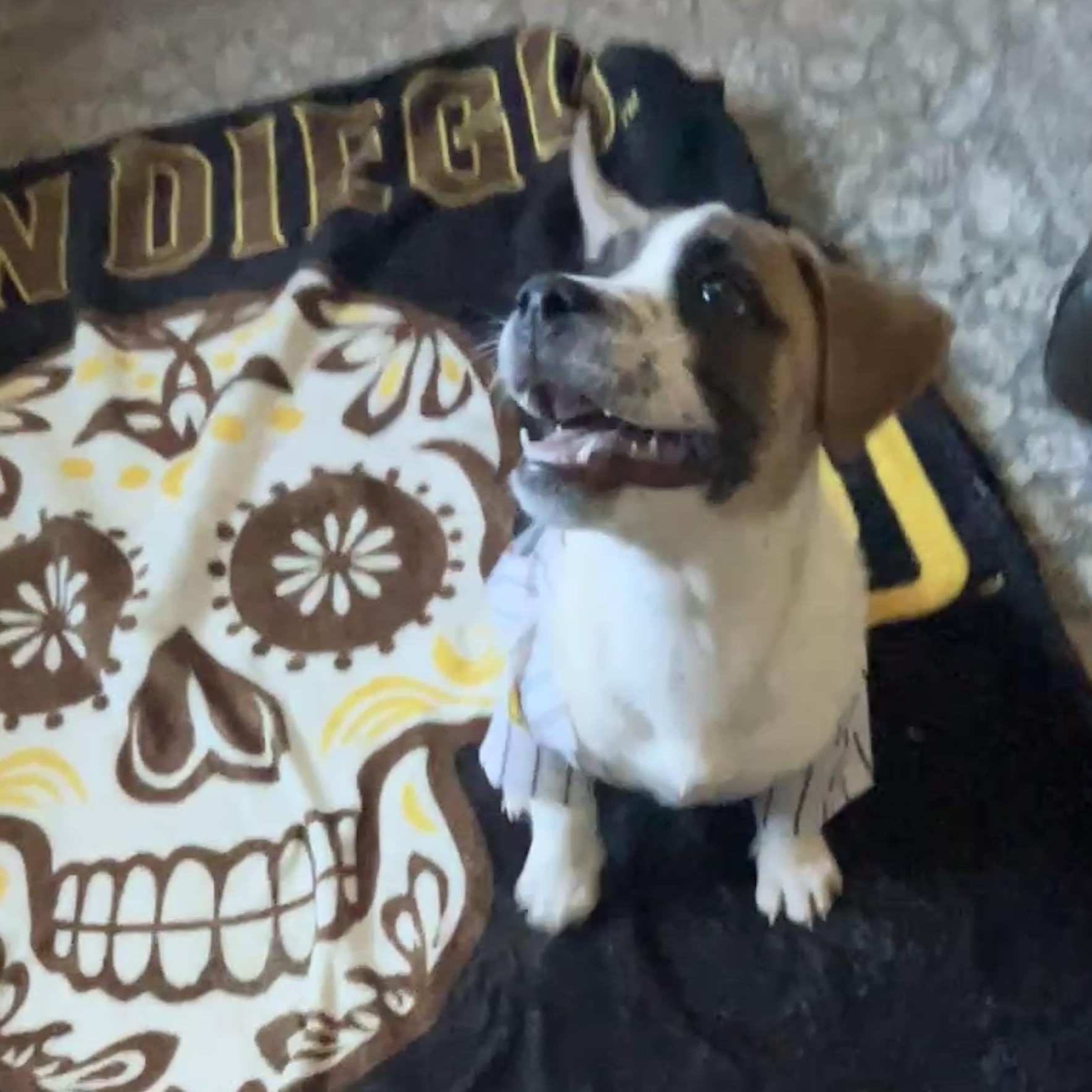 Sally, Adoptable, Puppy Female Terrier & Dachshund.