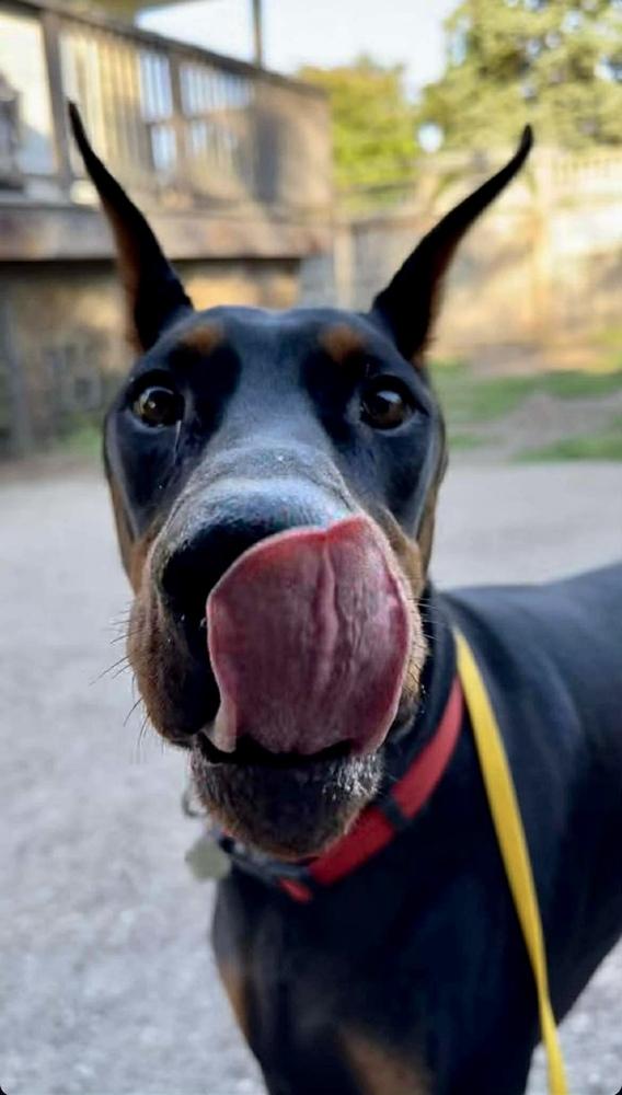 Rio (FOSTER NEEDED! EDMONTON, AB), Adoptable, Adult Male Doberman Pinscher.